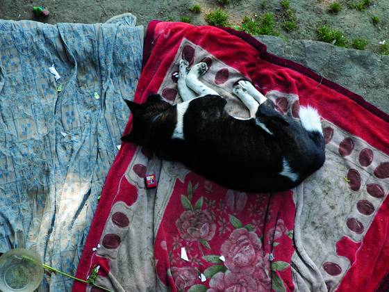Dog_nap
