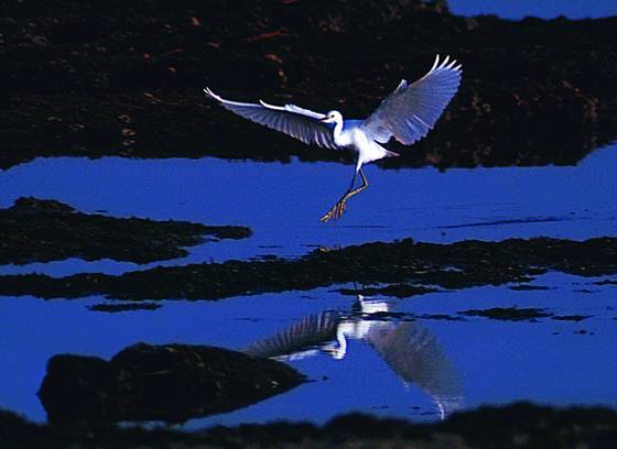 Egret