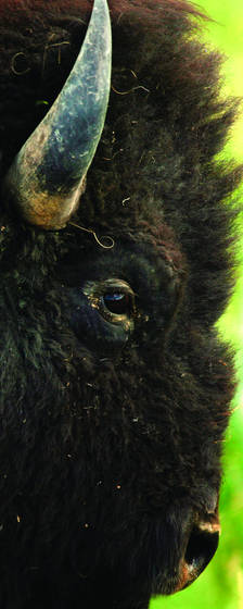 Bison_profile