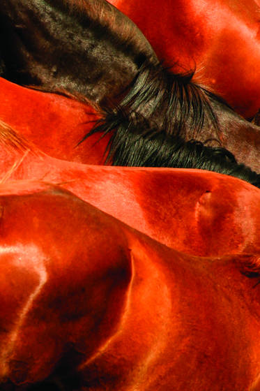 Wild_horses_011