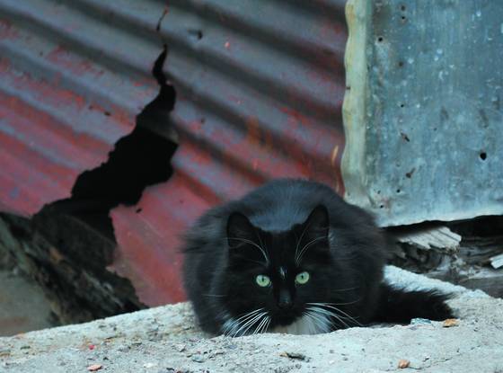 Bisbee_stray