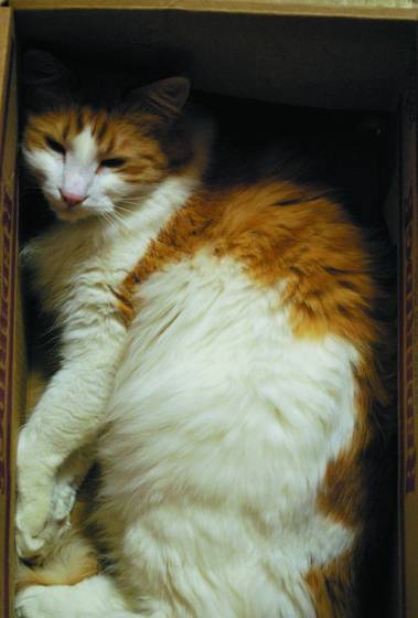 Jack_in_the_box