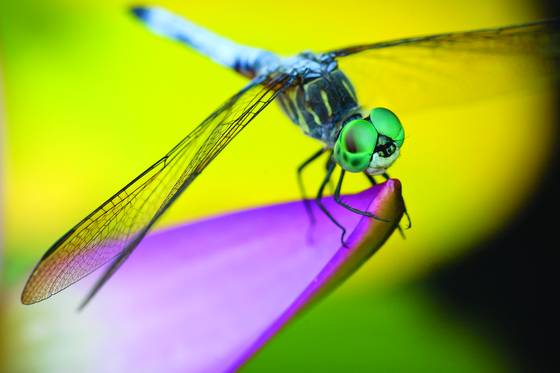 Dragonfly