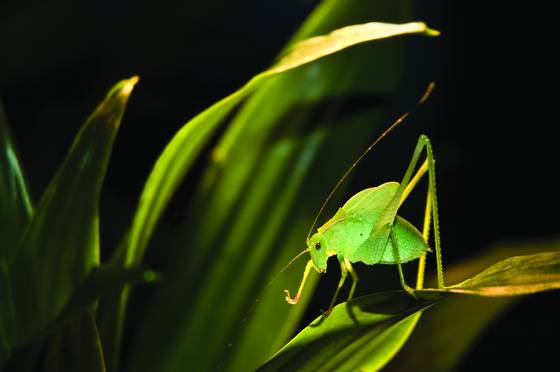 Katydid