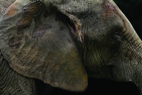 Elephant_profile