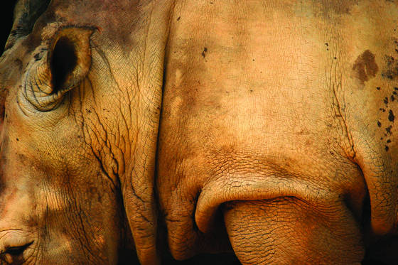 Hippo
