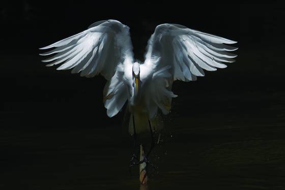 Winged_victory