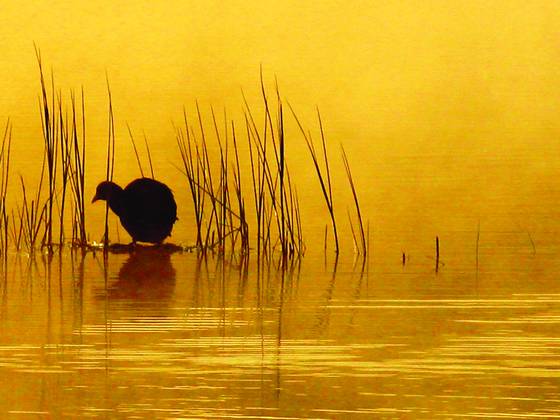 Morning_fog_i