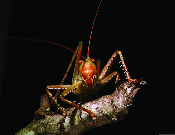Predatory_katydid