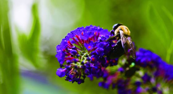 Bumble_bee