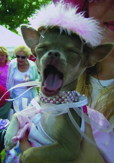 Dog_yawning