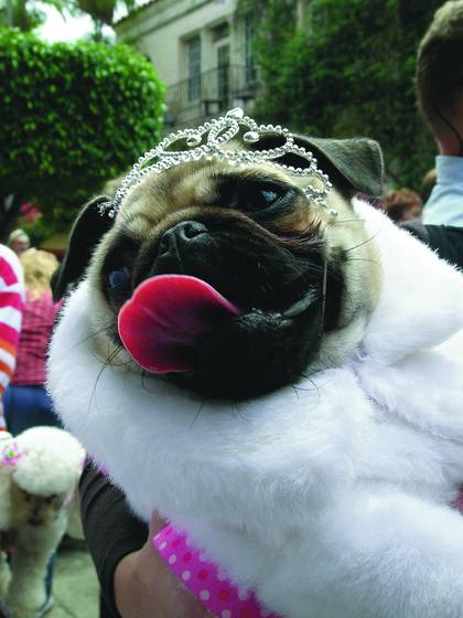 Pug