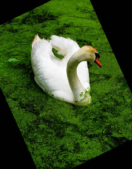 Cruising_swan