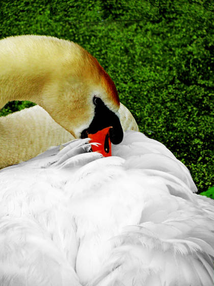 Preening_swan