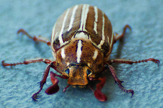 Beetle_1