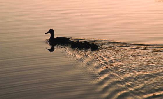 On_golden_pond