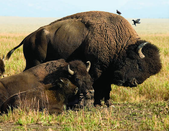 Buffalo_family_portrait