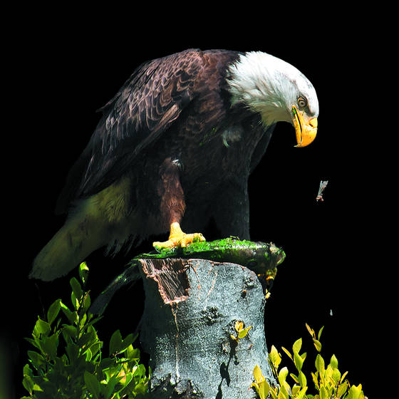 Eagles_picnic