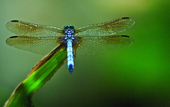 Dragonfly