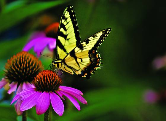 Tiger_swallowtail