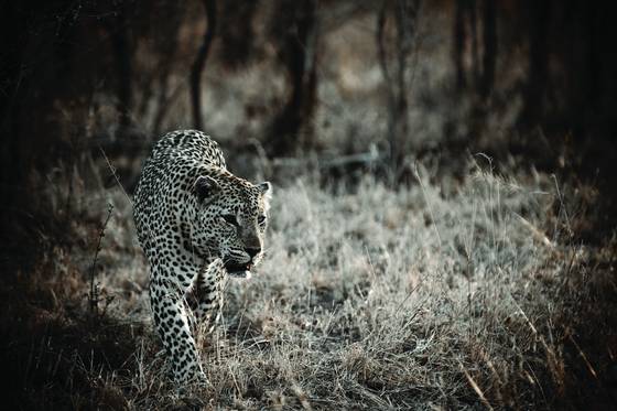 On_the_prowl