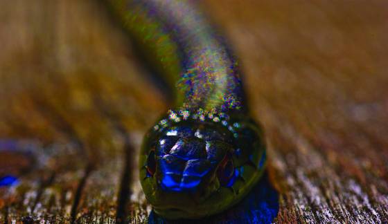 Garter_snake