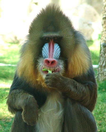 Mandrill_portrait