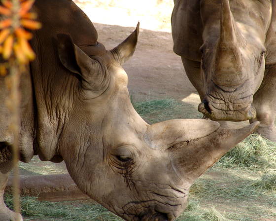 Two_rhinos