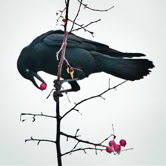 Crow_with_berries