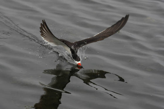 Power_dive