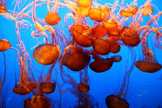Liquid_jelly
