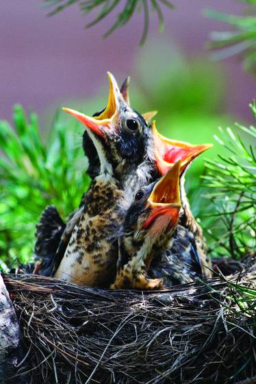 Hungry_robins