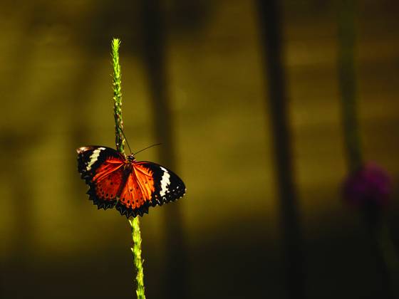Butterfly_1
