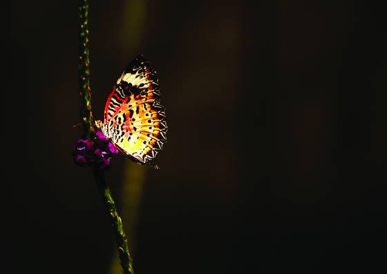 Butterfly_2
