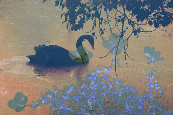 Black_swan