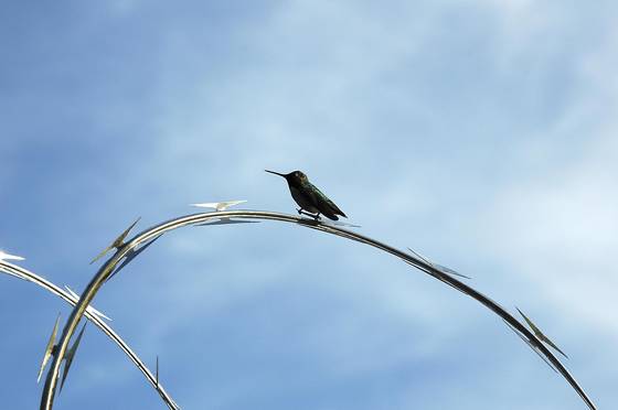 Untitled_1