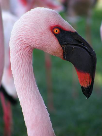 Flamingo