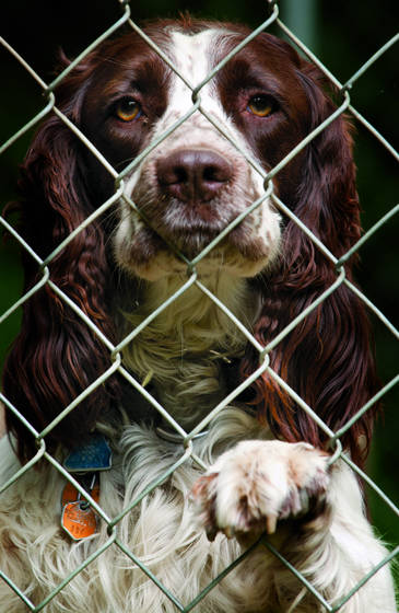 Freddie_behind_the_fence