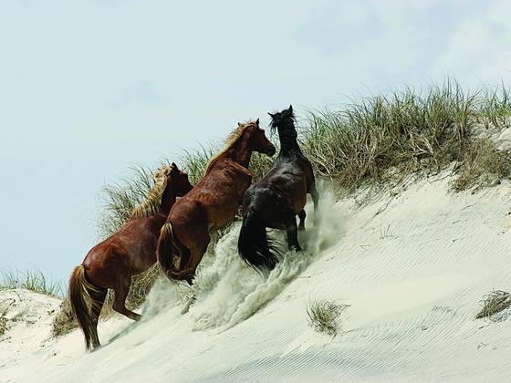 Mustang__stallion___mares
