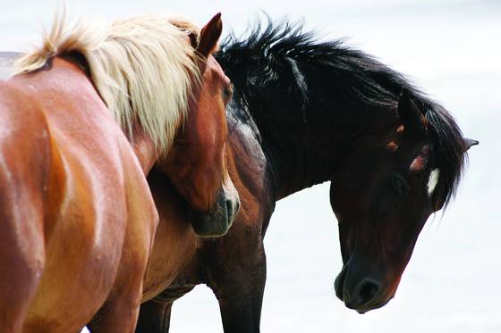 Wild_mustang_couple
