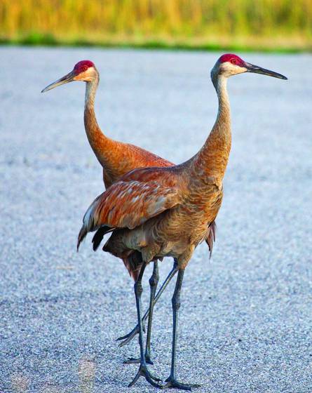 Cranes_on_road