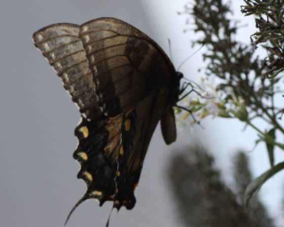 Swallow_tail_butterfly_1
