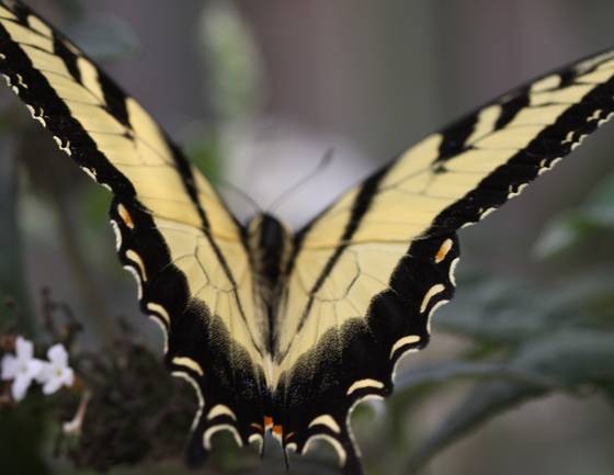 Swallow_tail_butterfly_2
