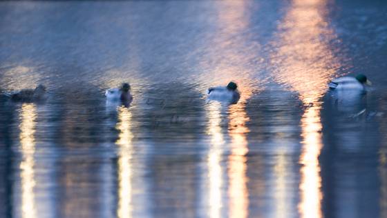 Blue_ducks