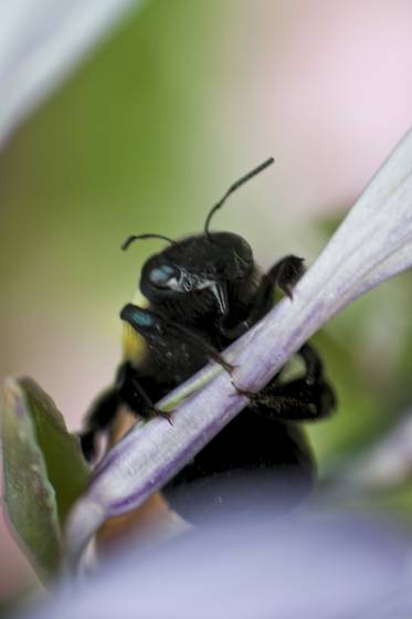 Bumblebee_s_embrace