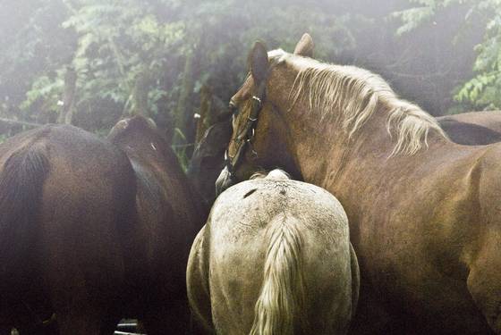 Feeding_time