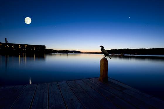 Moon_and_bird