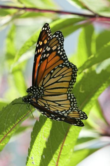 Mounting_butterflies