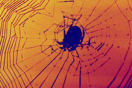 Rons_spider