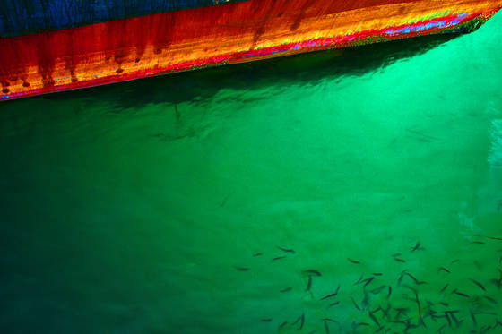 Minnows